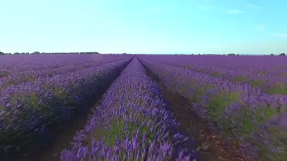 薰衣草花田