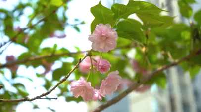 春日春天唯美樱花升格春暖花开