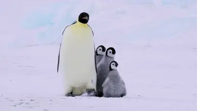 4K 高清 南极的可爱帝企鹅