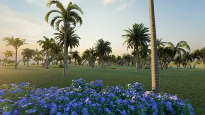 晨曦与椰树（四倍高清）