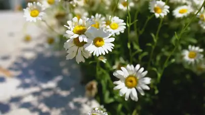 微风吹花朵高清壁纸