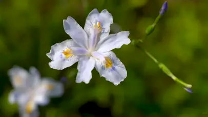 4K春天花朵蝴蝶
