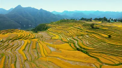 水稻梯田