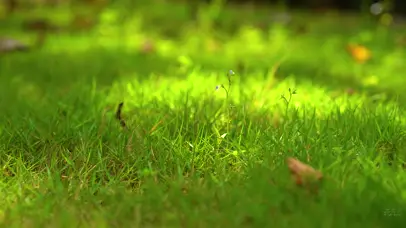 4K春天春日万物复苏阳光小草