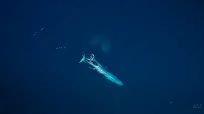 Mr.阿苗32-蔚蓝海蓝鲸