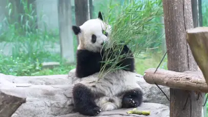 可爱大熊猫吃竹子