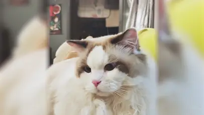 亚瑟点心-咆哮帝