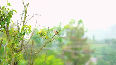 4k夏日风光树上鸟儿