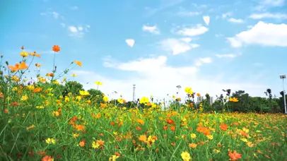 花海梦幻蝴蝶飞