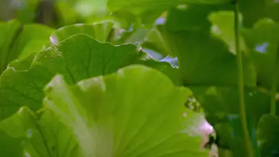 4K夏天池塘唯美盛开荷花