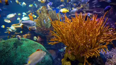 【4K水族】群鱼环绕红珊瑚周围