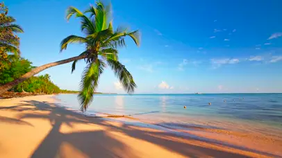 清晨的椰树海滩