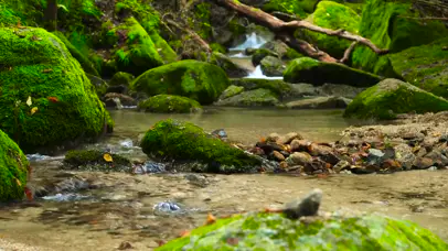 4K自然森林溪流