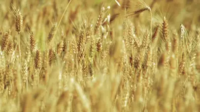 4K金色麦穗