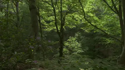 清新护眼大自然