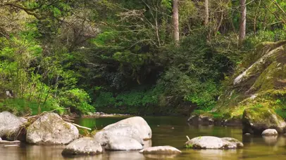 绿林山涧流水