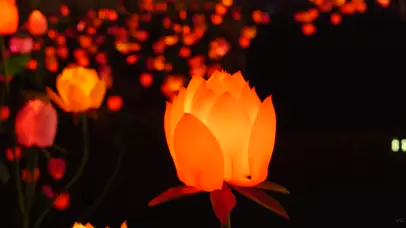 4K池塘荷花夜景园林观赏