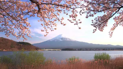 富士山下湖畔樱花