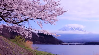 4K樱花富士山