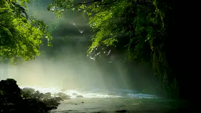 4k阳光通过树林