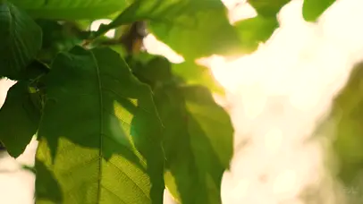 唯美春日微风吹动树叶意境春天
