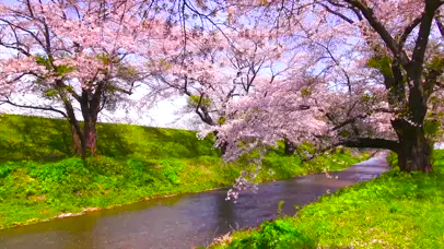 樱花河岸