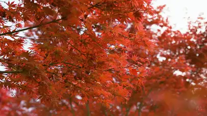 4K红色枫叶风光意境自然风景