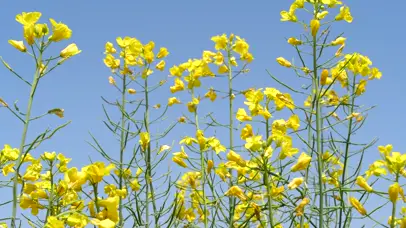 4K油菜花春天油菜地