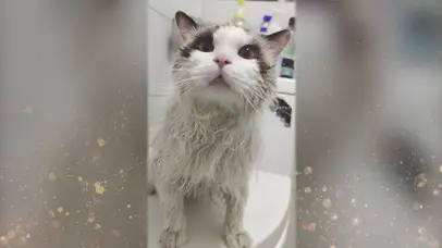 亚瑟点心-猫的凝视