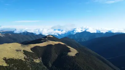 中国西部高原冷杉树原始森林