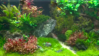 护眼水族馆