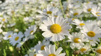 雏菊