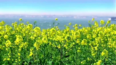 油菜花