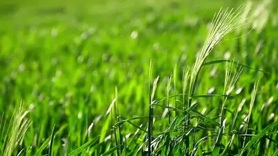 绿色大麦风中摇曳