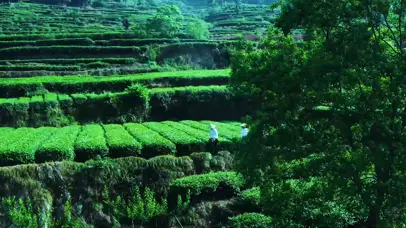 茶山漫步