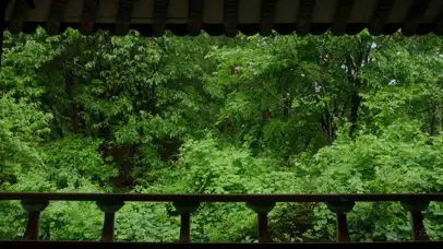 森林雨声放松
