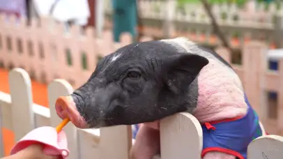喂食宠物小猪