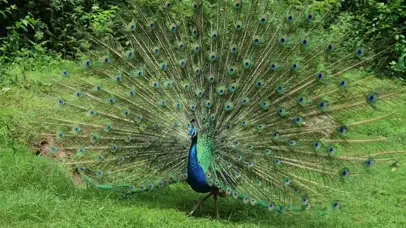 4k孔雀开屏艳丽羽毛动物