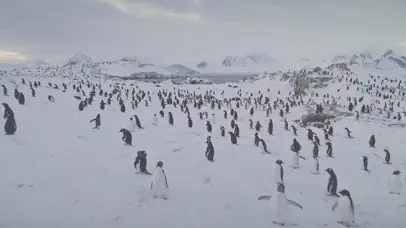 4K 高清 南极空中飞行的企鹅