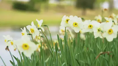小花
