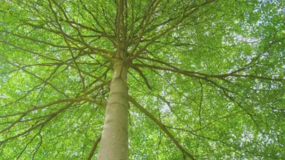 4K夏季夏天蓝天唯美小清新树影