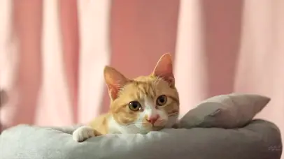 无敌可爱小猫咪