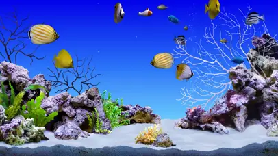 4k假山热带桌面鱼水景