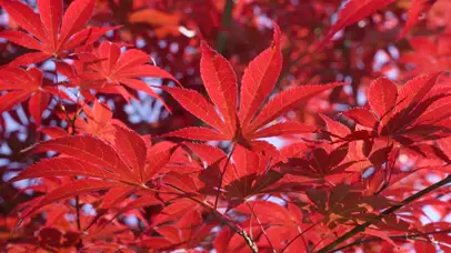 秋天的红色枫叶