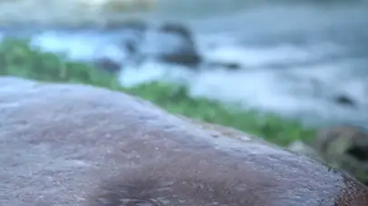 僵小鱼-与我相遇