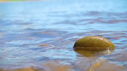 4k唯美夏日夏季夏天风景自然