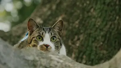 猫咪