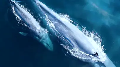 Mr.阿苗32-蓝鲸沉浮