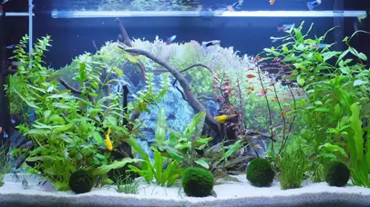 2k水族箱无缝循环