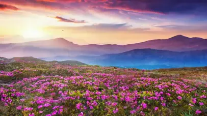 大气山水映山红